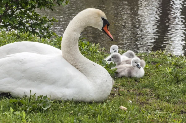 Madre cisne 5742 — Foto de Stock