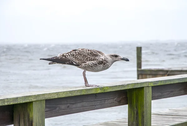 Gull Facing The Wind — Stock Photo, Image