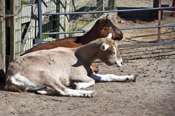 Resting Goats — Stock Photo, Image