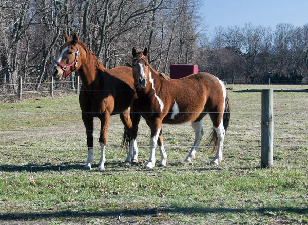 Cavalos 1324 — Fotografia de Stock
