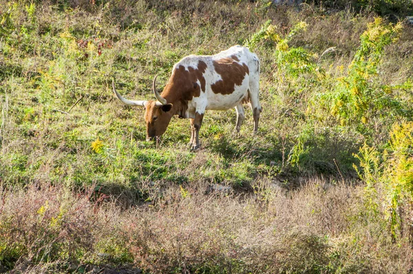 Longhorn. — Fotografia de Stock