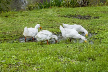 Arkadaş grubu içme