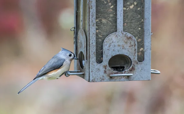 Tufted Titmouse 5919 — Fotografia de Stock