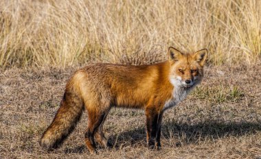 Fox 7282