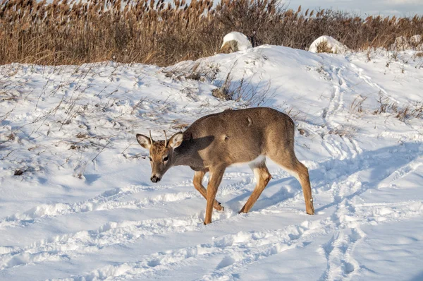 Deer 7709 — Stock Photo, Image