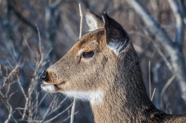 Deer Profile 6342 — Stock Photo, Image