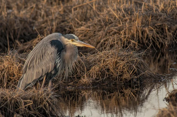 Chasse au héron bleu — Photo