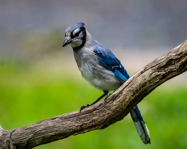 Ein Blue Jay Thront Auf Einem Ast — Stockfoto