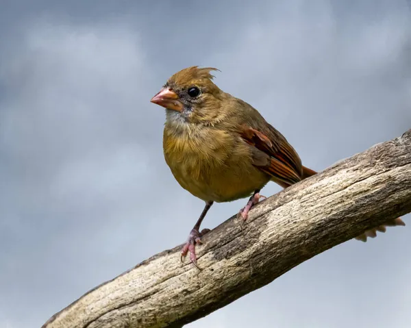 Female Cardinal Perched Branch — Stock Photo, Image