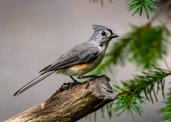 Tufted Titmouse Small Songbird North America Species Tit Chickadee Family — стоковое фото