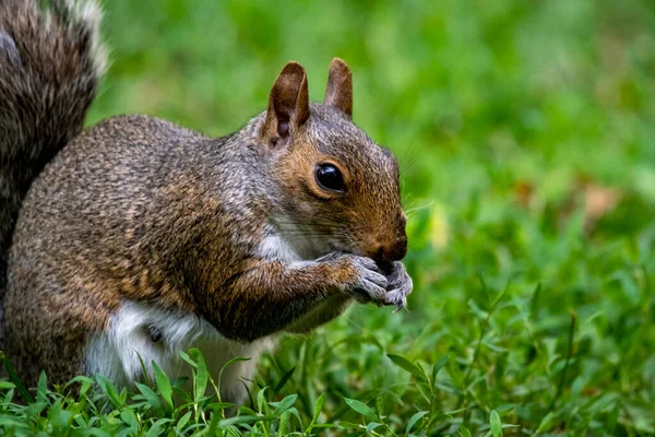 東灰色のリス Sciurus Carolinensis 地域によって灰色のリスとも呼ばれ シウルス属のツリーリスです それは それが最も宗教的かつ生態学的に不可欠な自然である東北米に生息しています — ストック写真