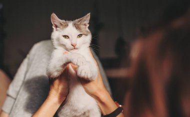 Kameraya bakan bir kedi portresi. Sahibi kedisini elinde tutuyor.