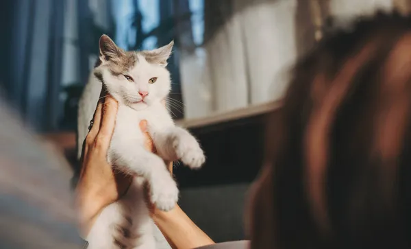 Porträt einer Katze, die von zwei Händen gehalten wird. Steht auf. Das Konzept des Tierschutzes. — Stockfoto