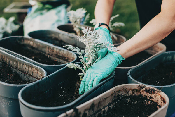 Close-up portrait of womans hands planting into terracotta flower pot outdoor. Replanting, putting plants in grey container pots