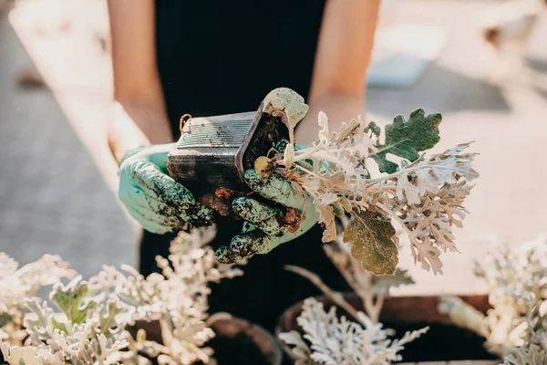 Close-up retrato de jardineiros mãos plantando flor em vasos de flores no jardim. Replantação, colocação de plantas em recipiente cinzento — Fotografia de Stock