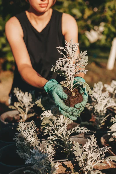 女性の手は新しい現代の鍋に花を移植します。植物の概念を再現する. — ストック写真