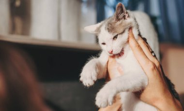 Beyaz bir kedinin yüzünü okşayan insan ellerinin yakın portresi. Sevimli evcil hayvan. Komik kedi. Hayvanlar için aşk