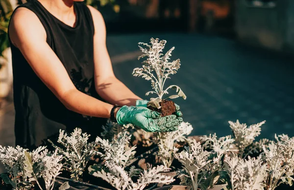 植木鉢に花を植える青い手袋の庭師。春の庭師. — ストック写真