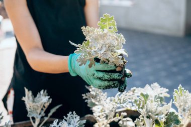 Kadın portresi, fideleri turba tencerelerine naklediyor. Bahar bahçıvanı konsepti