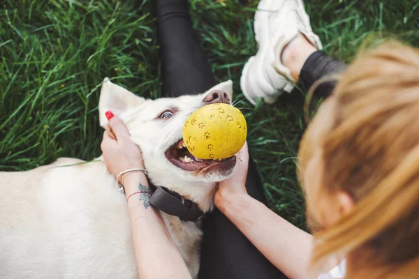 Widok z góry labradora bawiącego się ze swoją kochanką w parku trzymając żółtą piłkę w ustach. Labrador retriever. Ranek w parku — Zdjęcie stockowe
