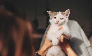 Sahibinin elini tutan bir kedinin ön görüntüsü. Manzarayı kapat. Sevimli evcil hayvan. Komik kedi..