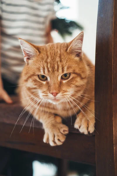 Nahaufnahme Porträt einer Ingwerkatze, die auf einer Veranda steht und in die Kamera schaut. Liebenswertes Haustier. Lustige Katze. — Stockfoto