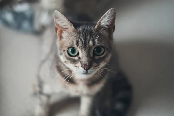 Gestreifte Katze Mit Grünen Augen Die Die Kamera Blickt Hoffen — Stockfoto