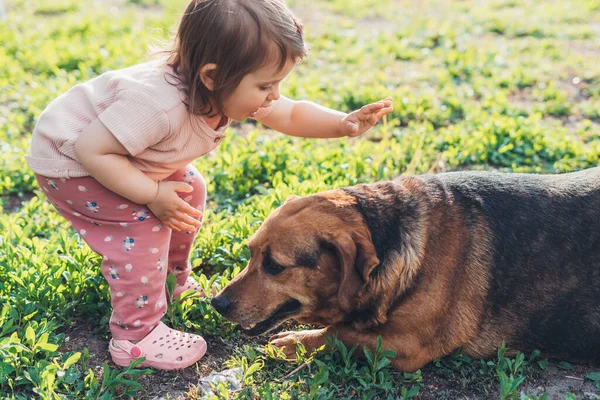 Adorable Baby Girl Stroking Large Brown Yard Dog Standing Backyard — стоковое фото
