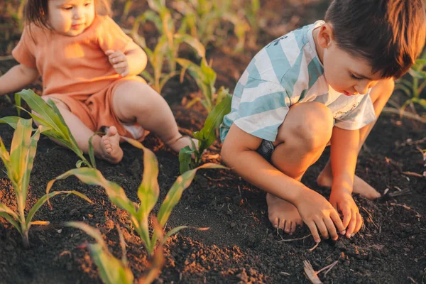 Two Caucasian Children Playing Green Field Corn Attractive Beautiful Girl — 图库照片