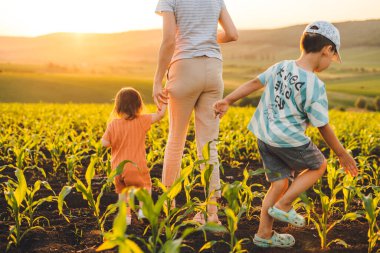 Back view of a family walking by in cornfield in evening, spending time together. Healthy lifestyle. Happy family outdoors. Happy family, childhood. Parent