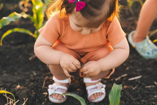 Adorable Baby Girl Playing Corn Maze Field Summer Season Kids — Stok fotoğraf