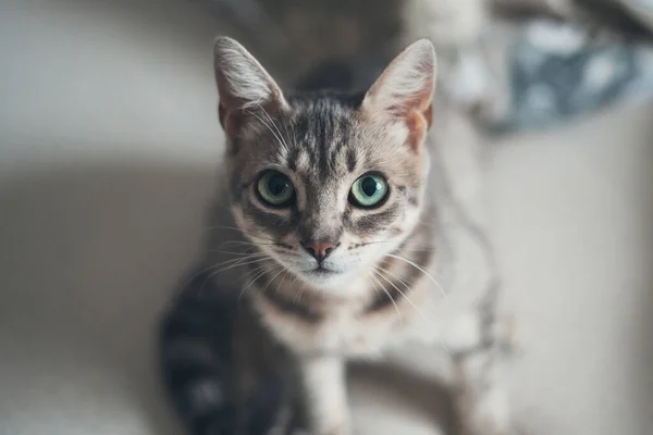 The gray striped cat looking at camera with his green eyes. Big fat and impudent cat. Close-up Portrait. Curiosity looks.