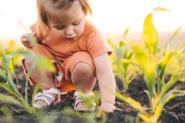 Baby girl playing digging in the ground in the cornfield to explore the unknown. Carefree childhood. Summer nature.