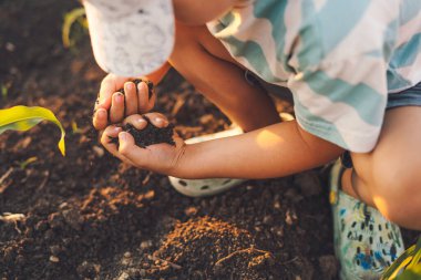 Close-up view at kids hands playing in the cornfield ground. Recreation and holiday activity scene. Child outside in summer.