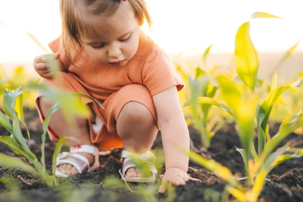 Baby Girl Playing Digging Ground Cornfield Explore Unknown Carefree Childhood — Fotografia de Stock