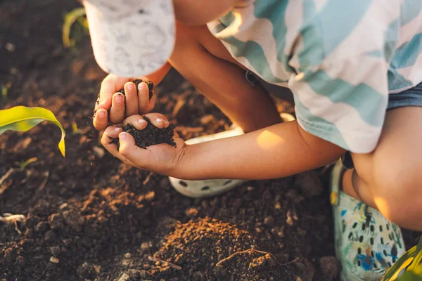 Close View Kids Hands Playing Cornfield Ground Recreation Holiday Activity — Stockfoto