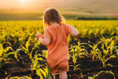 Back view of a little girl running through the cornfield. Back view. Healthy lifestyle. Sunny day.