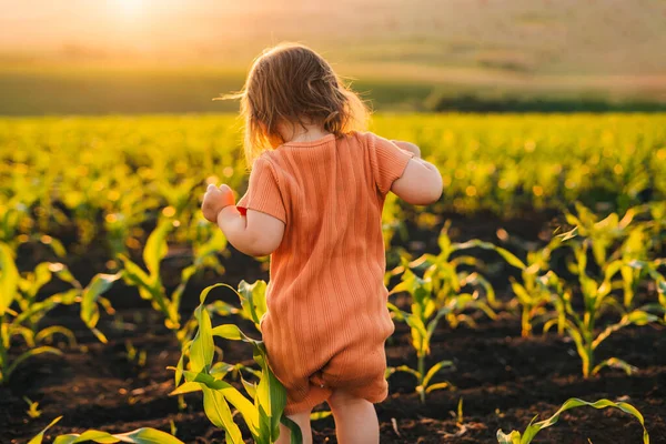 Back View Little Girl Running Cornfield Back View Healthy Lifestyle — Stockfoto