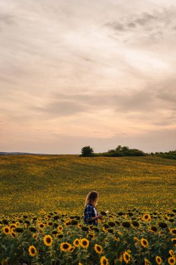 Far away view of a caucasian woman with a tablet in her hands standing in the middle of a sunflower field checking the harvest. Beautiful sunset. Concept