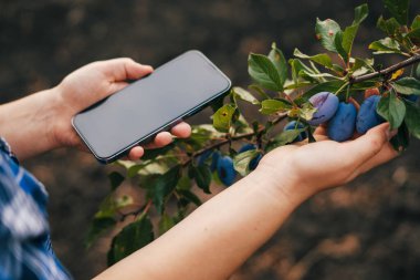 Farmer hands checking plum fruit quality by mobile phone. Agriculture modern technology concept. Close-up portrait.