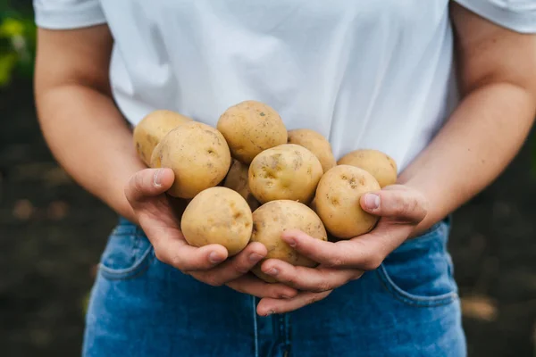Recently Picked Potatoes Farmers Hands Close Portrait Natural Organic Nutrition — Stockfoto