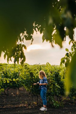 Photo of happy farmer checking bunches of grapes with tablets before picking them. Female using tablet device as controller. Technologies in farming.