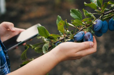 The hand of a farmer checking the fruits of the plum trees by recording the data on the phone. Modern agricultural technology, digital farm, smart farming