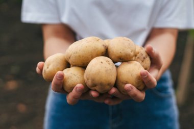 Farmers hands holding bunch of potatoes on farm at sunset. Healthy lifestyle. Farmer field. Nature farming.