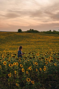 Copy space. Distant view of a girl standing in a field of sunflowers using a tablet to record data about the quality of the current years production. Smart