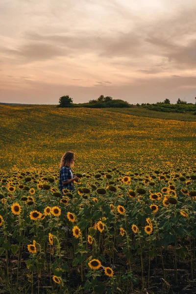 Copy space. Distant view of a girl standing in a field of sunflowers using a tablet to record data about the quality of the current years production. Smart