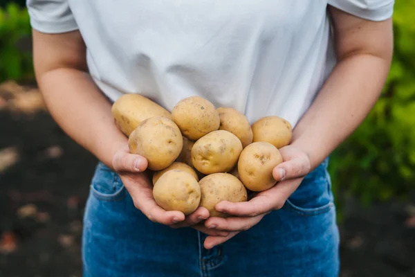 Woman Farmer Holding Fresh Harvested Young Organic Potatos Picked Promoting — Stockfoto