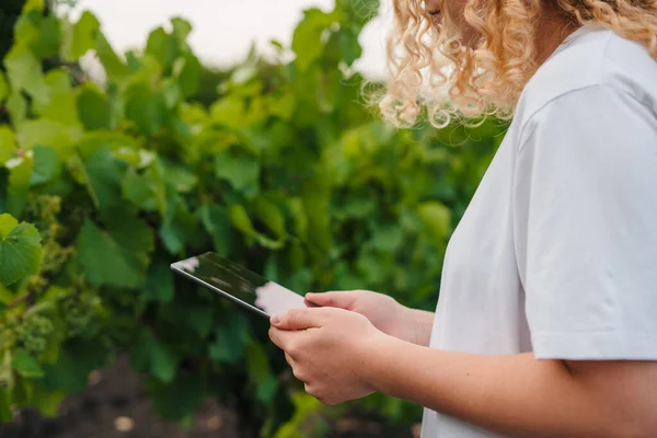 Curly Woman Worker Holding Tablet Standing Grape Farm Internet Technology — Stockfoto