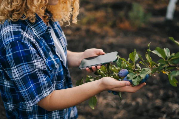 Close up portrait woman farmer with phone in plum orchard using apps and internet to examine the harvest. Smart agriculture. Smart farming using modern