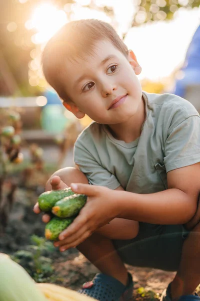 Yaşında Bir Çocuk Bahçeden Salatalık Topluyor Elinde Salatalık Tutuyor Sağlıklı — Stok fotoğraf